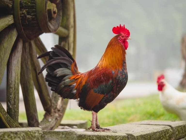 feathery backyard chickens