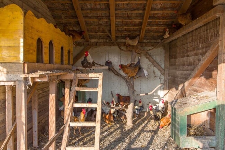 amazing chicken coop tours