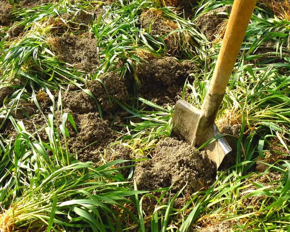 digging green manure into the soil