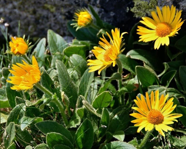 arnica flower