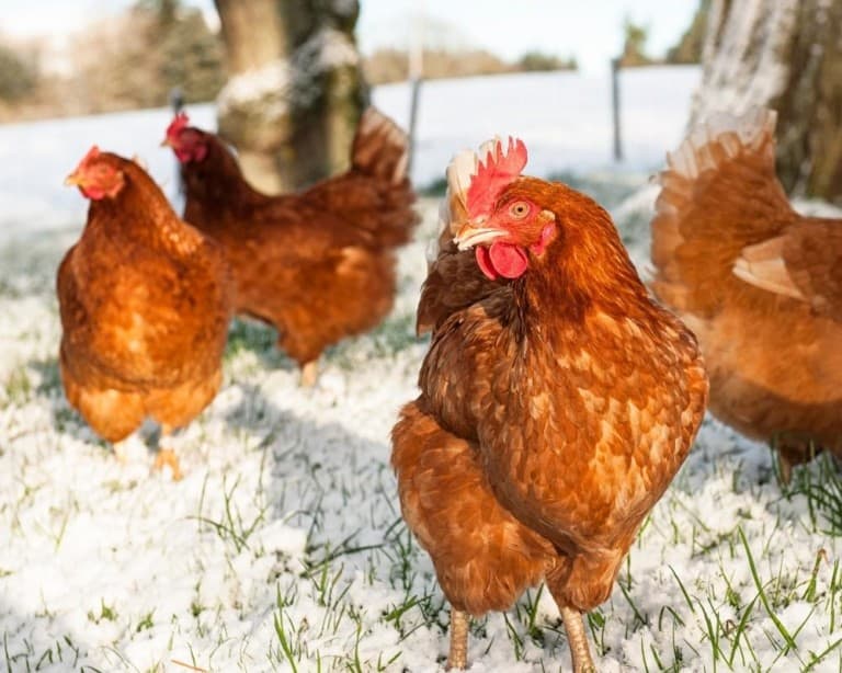 chickens freeranging in winter keeping warm