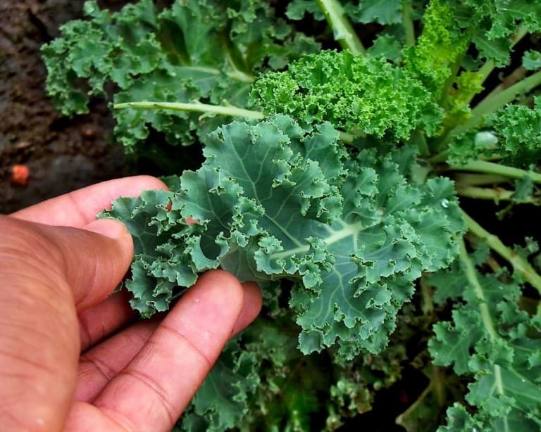 kale plant older leaves for harvest and center bud