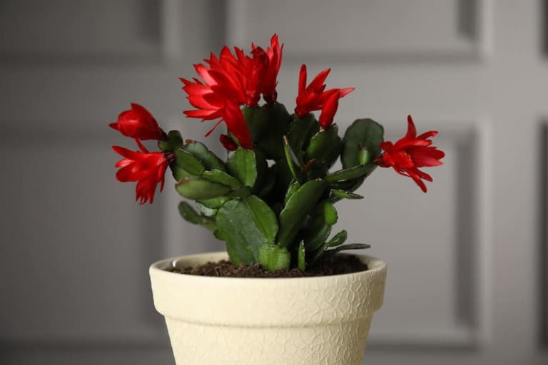 stunning schlumbergera christmas cactus