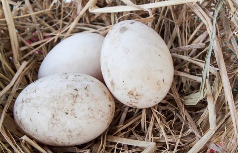 three farm fresh duck eggs