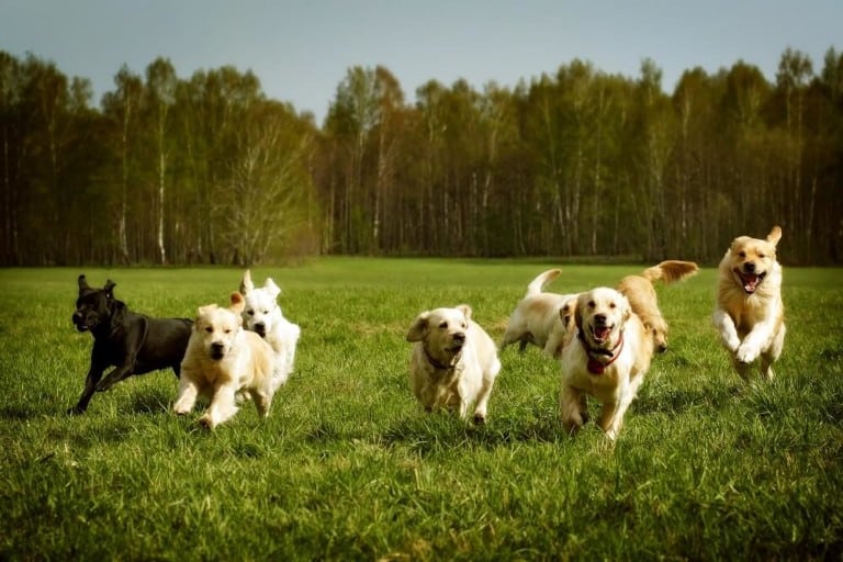 pack of dogs running freely in field yellow labrador golden retriever