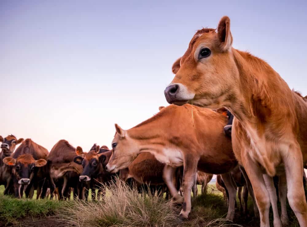 jersey cow herd in the field at dusk