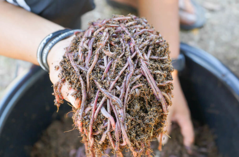 african night crawler earthworm farm in fertile soil