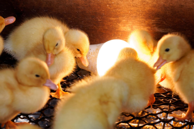 fluffy yellow ducklings around heat lamp