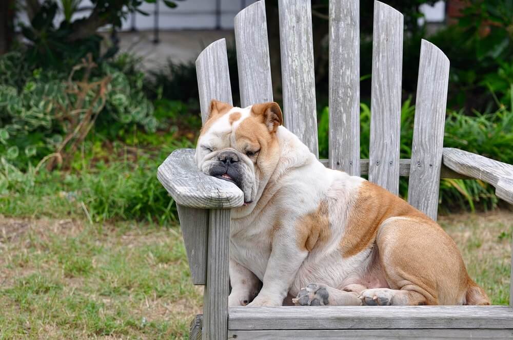 big dog napping on chair