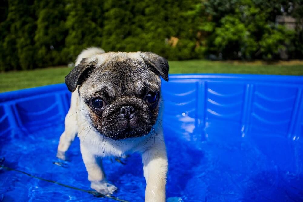 pug dog swimming in backyard pool