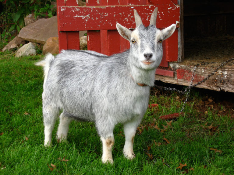 pygmy goat in front of goat shelter