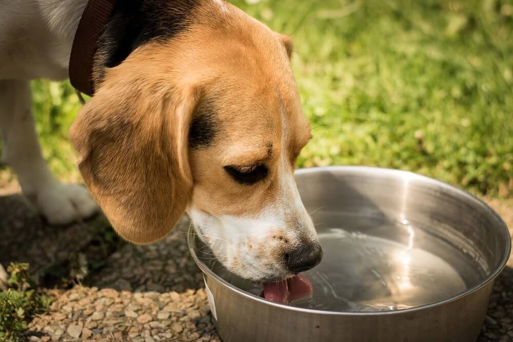 thirsty outdoor dog keeping cool with water from dog bowl