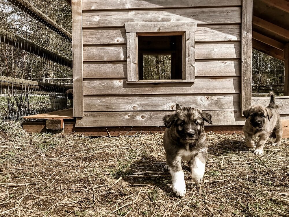 two outdoor puppies and doghouse keeping cool