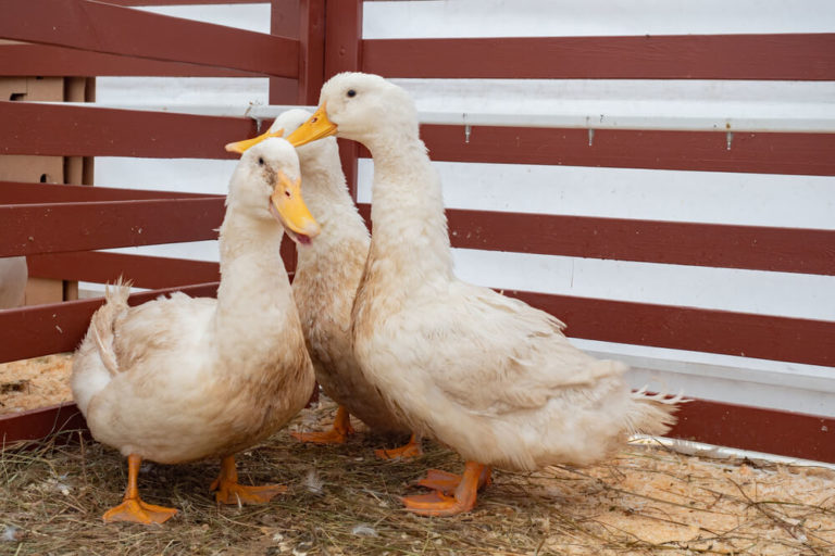 white ducks on farm in duck pen