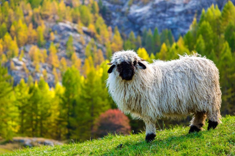 valais blacknose sheep zermatt switzerland