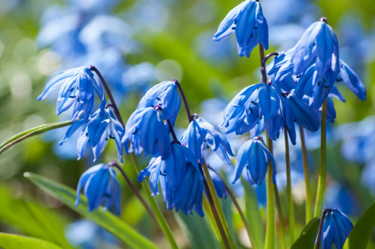 blue siberian squill flowers in spring garden