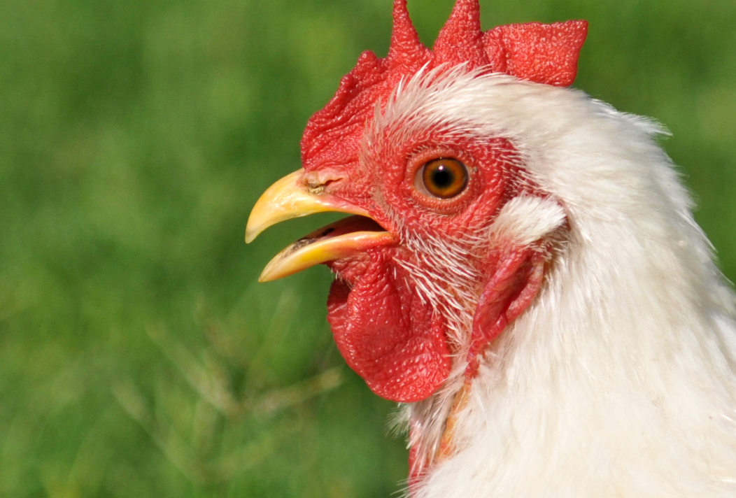 chicken panting from summer heat stress