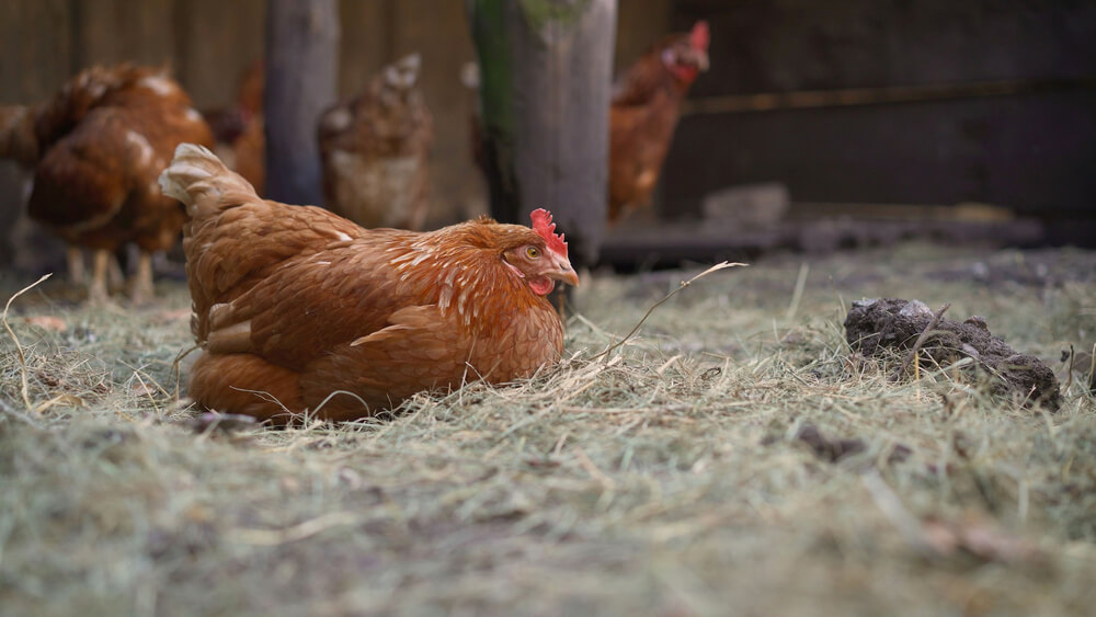 comfy chicken resting in the chicken coop ready for a nap