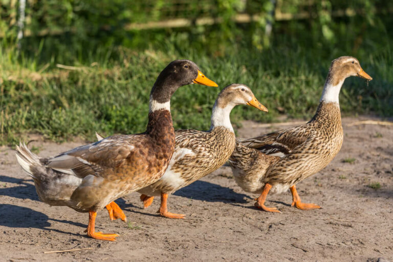 small abacot ranger duck flock waddling around the yard