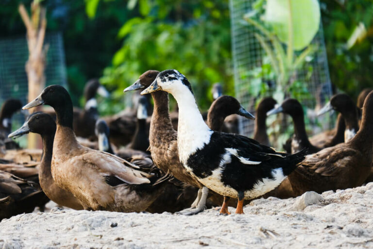 black and white ancona duck with khaki campbell ducks