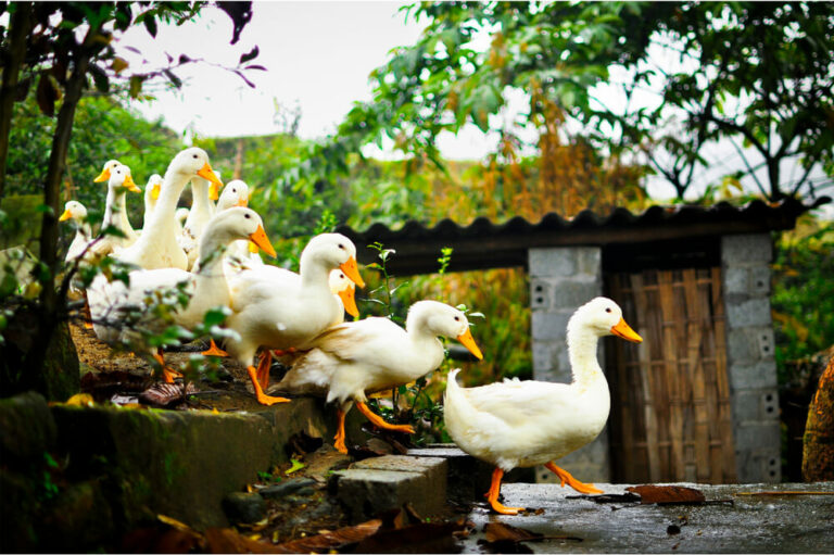 ducks waddling in a row walking along a path