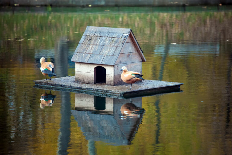 fancy floating duck house in the pond with visiting ducks