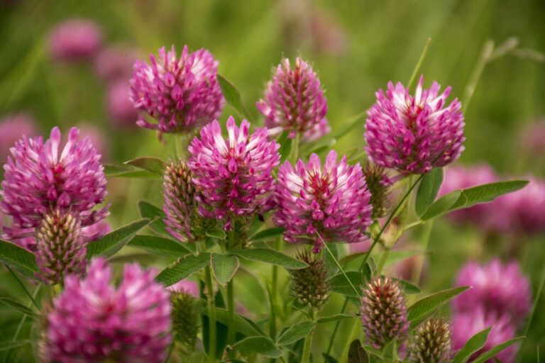 red clover with pink flowers blooming on a sunny day