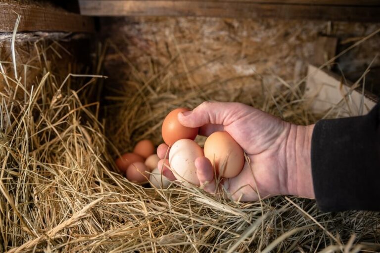 collecting lots of yummy chicken eggs from the chicken coop