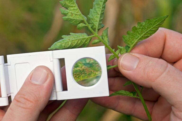 monitoring spider mites in the tomato garden using a hand lens magnifier