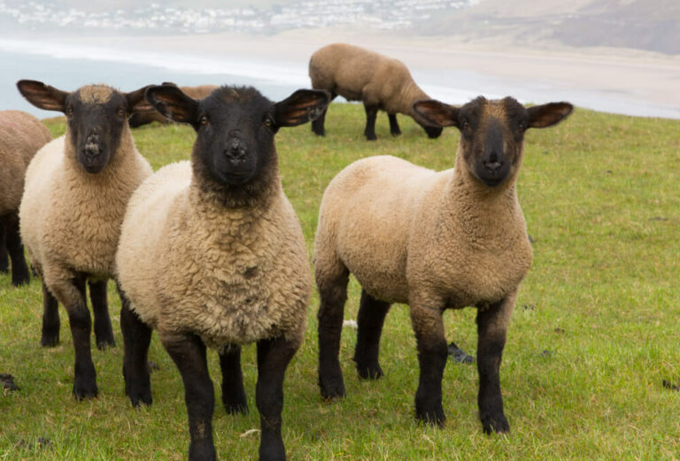 small suffolk sheep flock exploring the green pasture