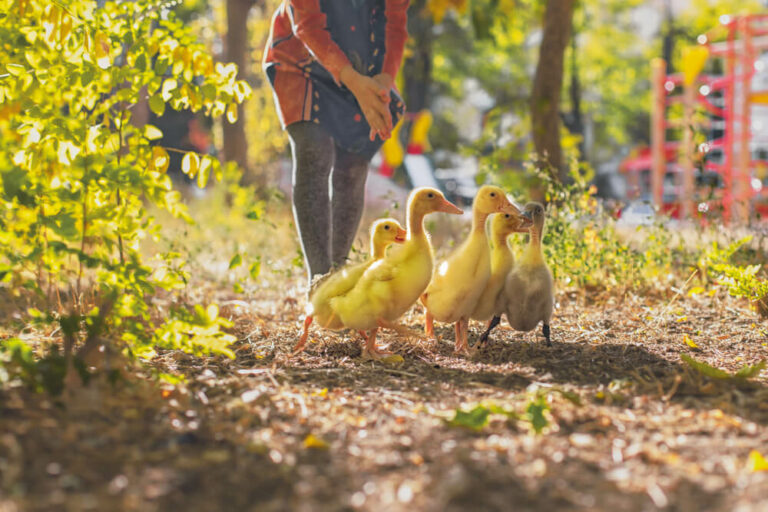 adorable ducks exploring the backyard garden