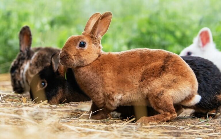 Miniature Rex rabbits exploring the paddock on a gorgeous summer day.