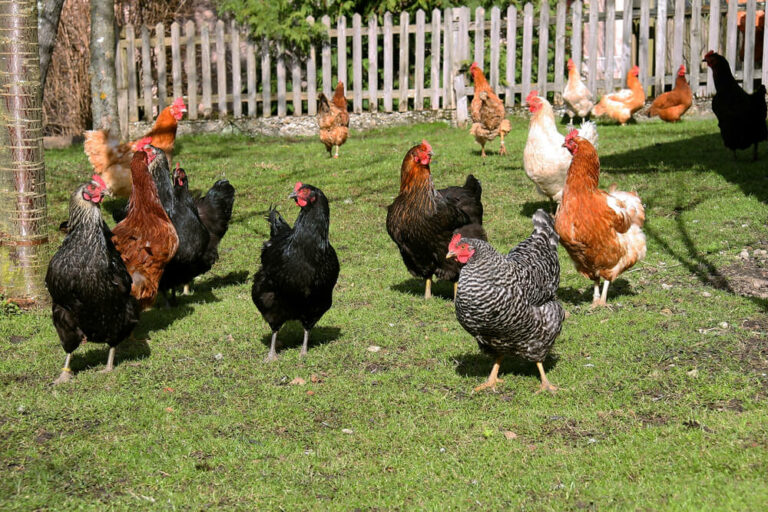 Happy chickens exploring and foraging in the backyard.