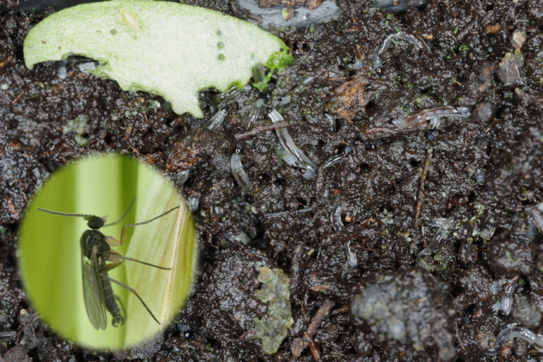 tiny white bugs in garden soil inc soil mites and gnats