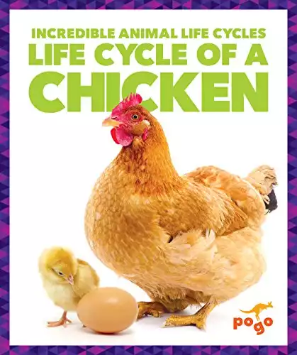 Life Cycle of a Chicken | Pogo Books