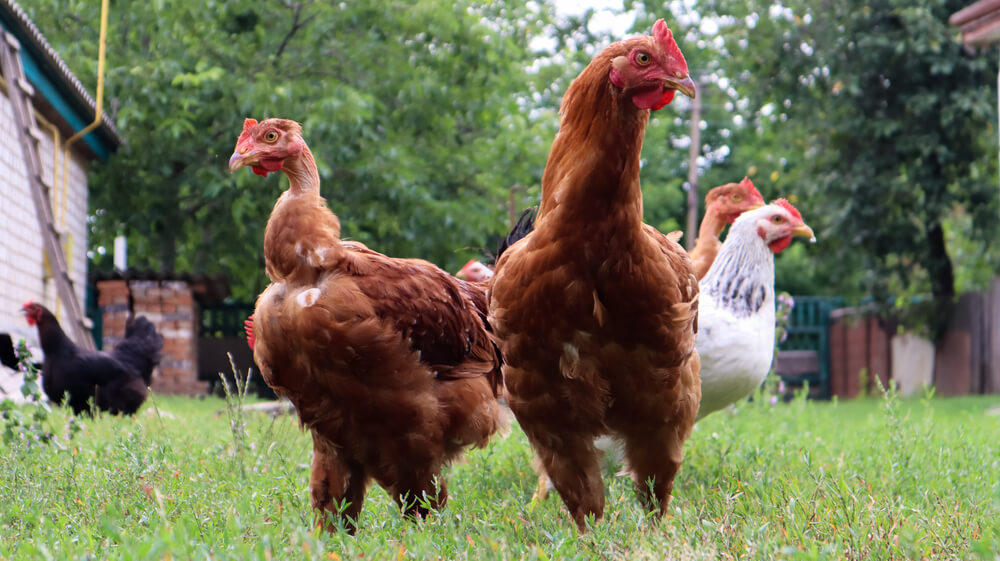 White and brown chickens free ranging in a rural backyard homestead.