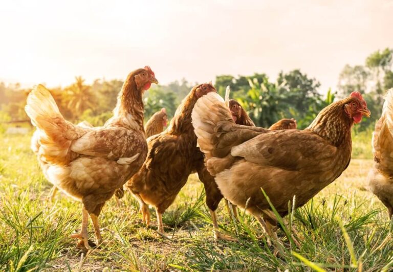 Beautiful chickens foraging in a tall grassy pasture.