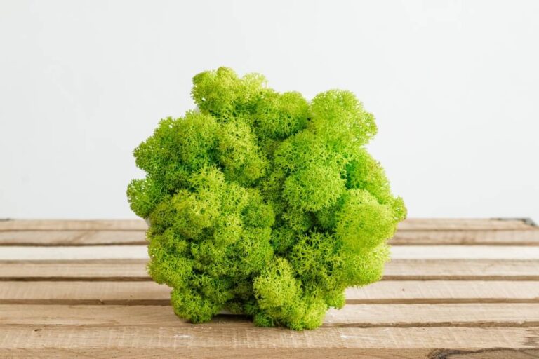 Lovely icelandic sterilized moss in a white concrete vase.