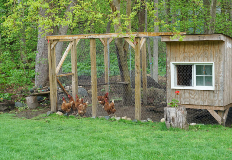 Wooden chicken coop in the backyard with a small yet secure chicken run.