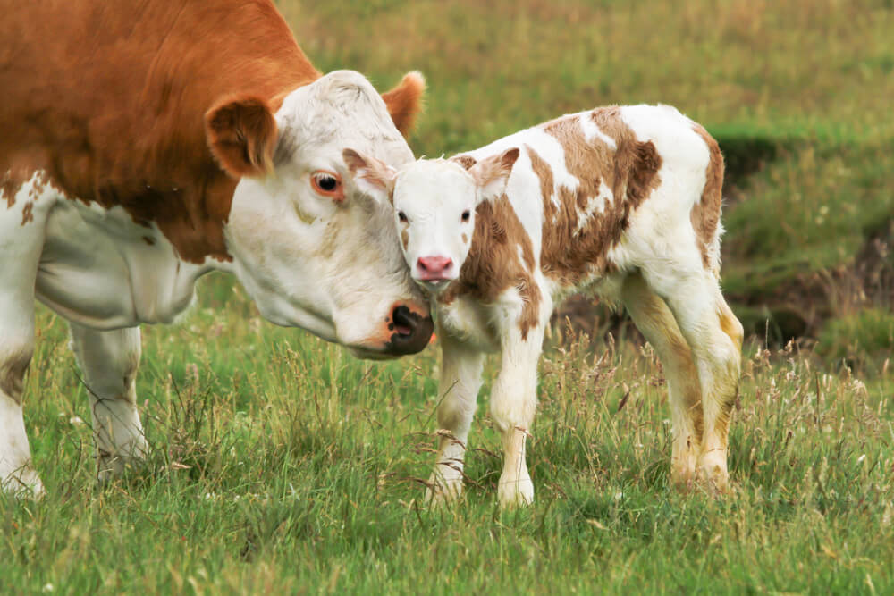 A lovely cow and calf standing in a grassy meadow.