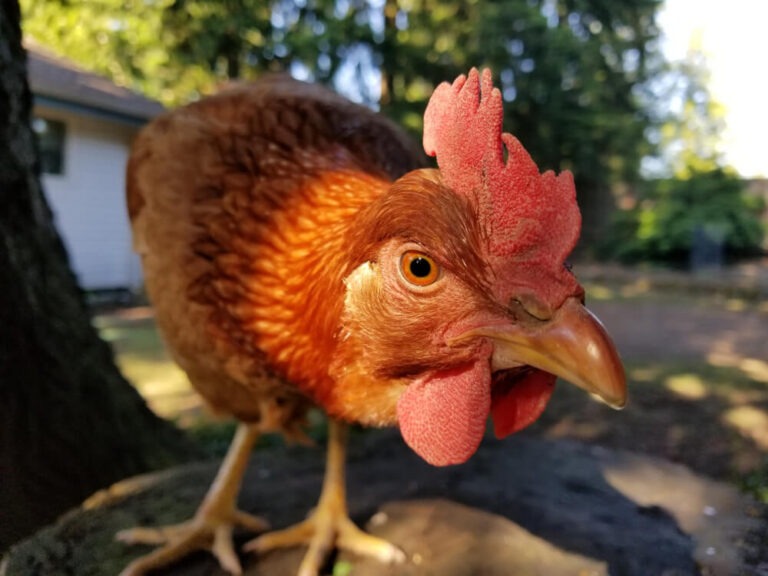 Funny Cinnamon Queen chicken standing on a tree stump looking for treats.