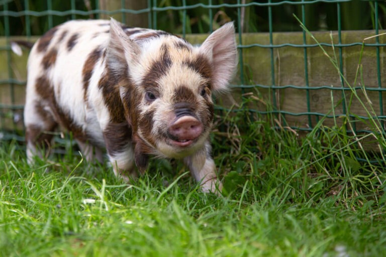 Young KuneKune pig exploring the green grass.