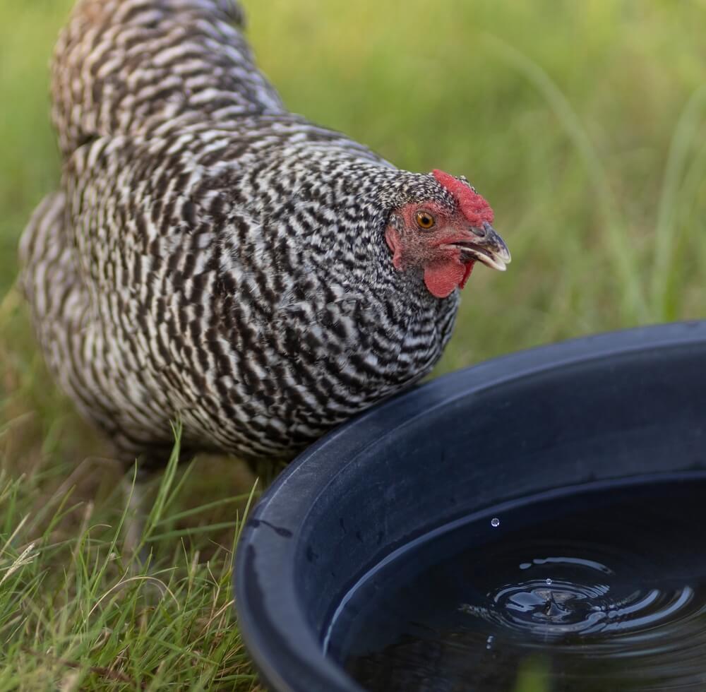 A thirsty Dominique chicken grabbing a drink from a large water trough.