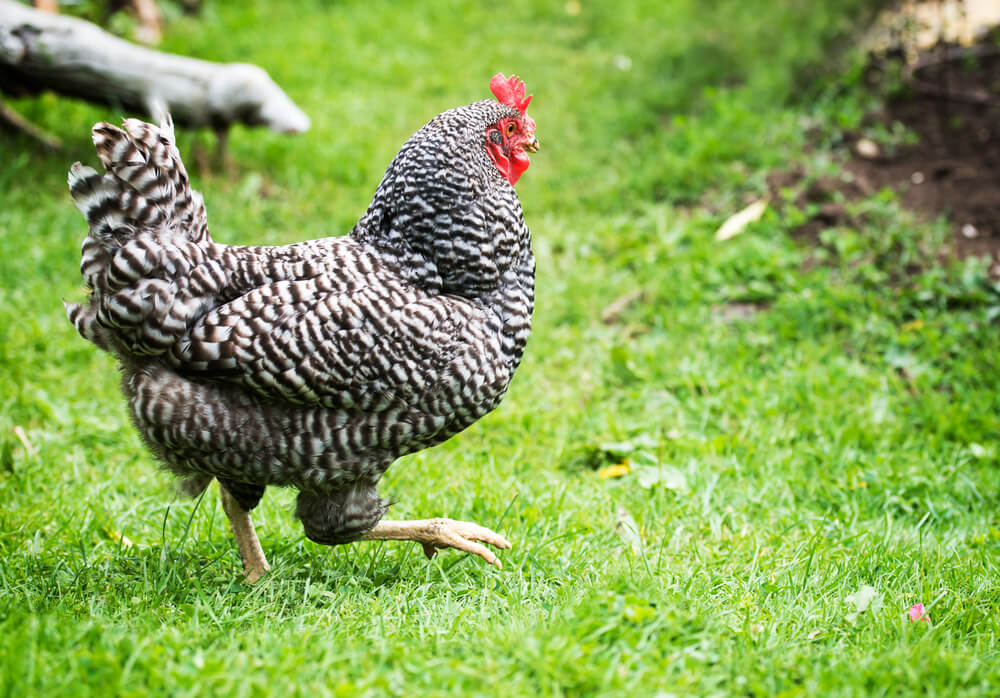 A fancy and elegant Dominique chicken swaggering and foraging in the backyard.