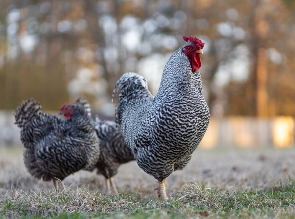 A mighty Dominique rooster protecting his fellow hen friends while they forage for yummy snacks.