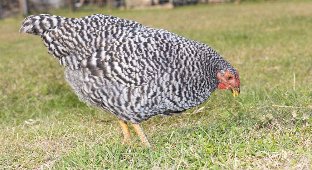 Dominique chicken hen foraging in the pasture grass for a yummy snack.