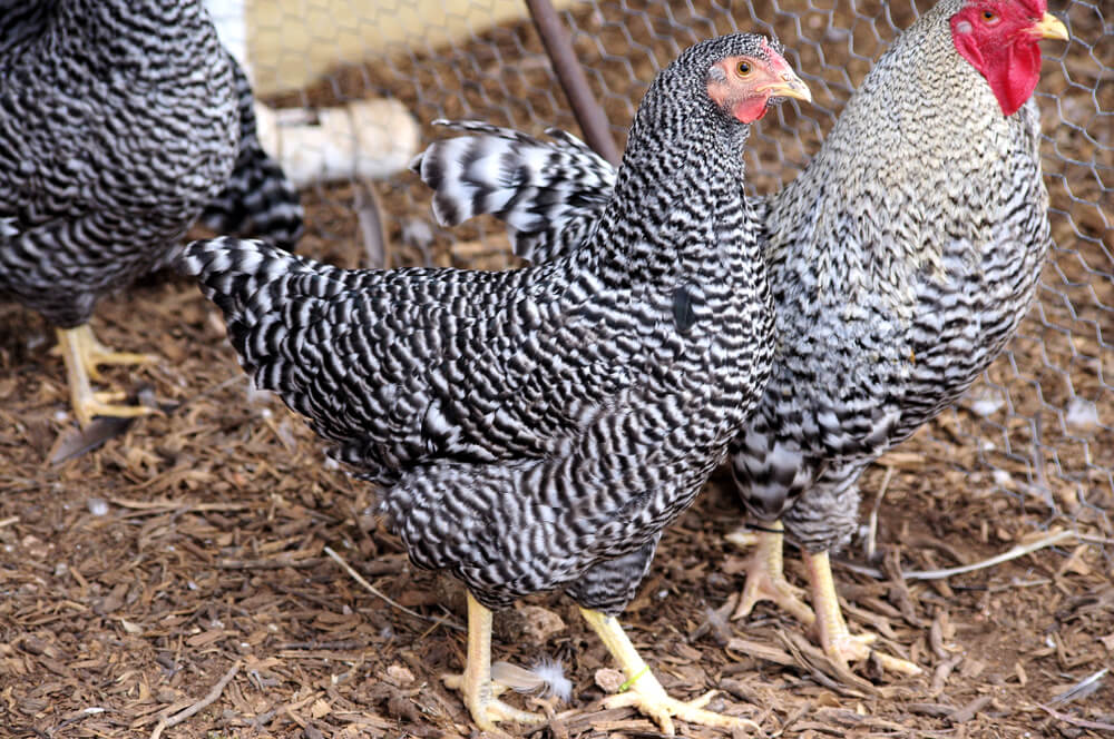 Impressive Dominique chickens including a prominent rooster and hen.