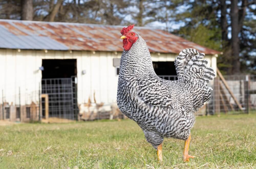 Mighty and stoic Dominique chicken posing in front of an old red barn.