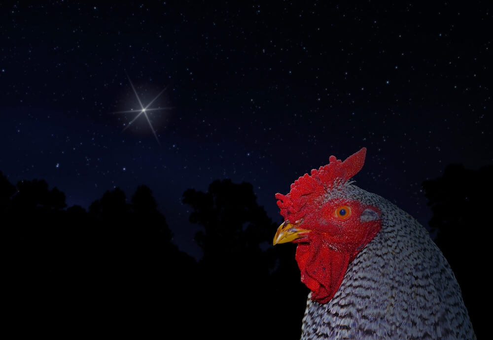 Stoic Dominique chicken relaxing underneath the night sky.