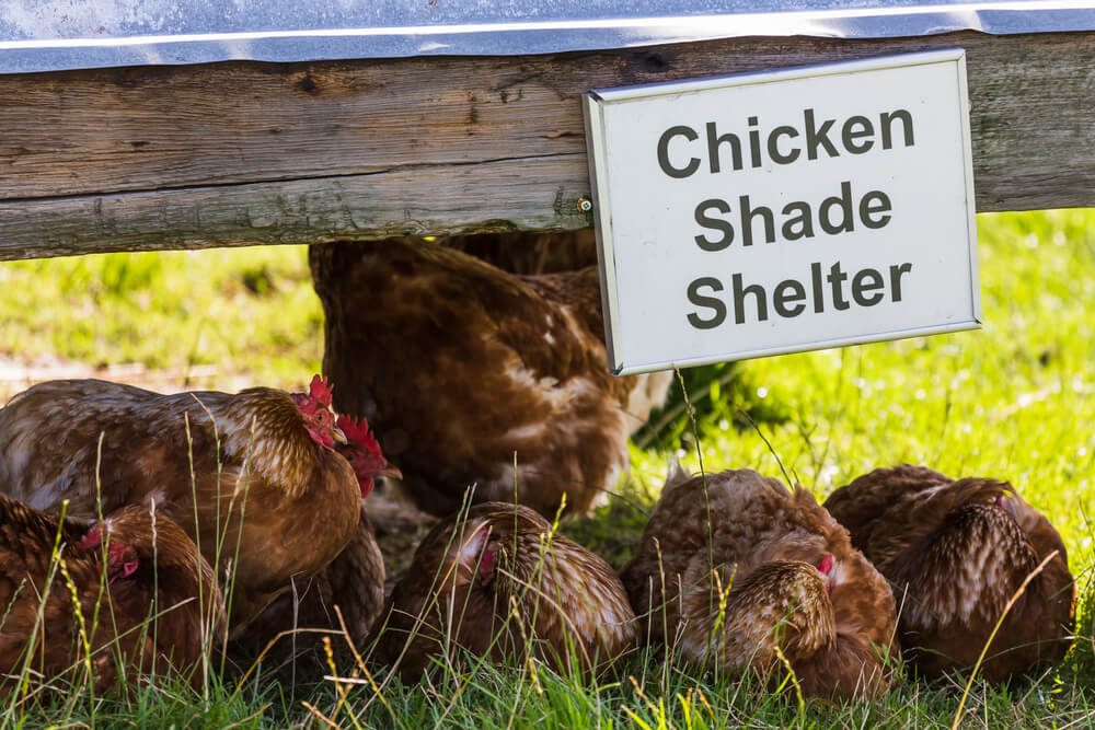 Chickens enjoying shade on a hot summer day.